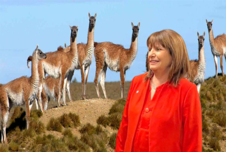 bullrich3.jpg