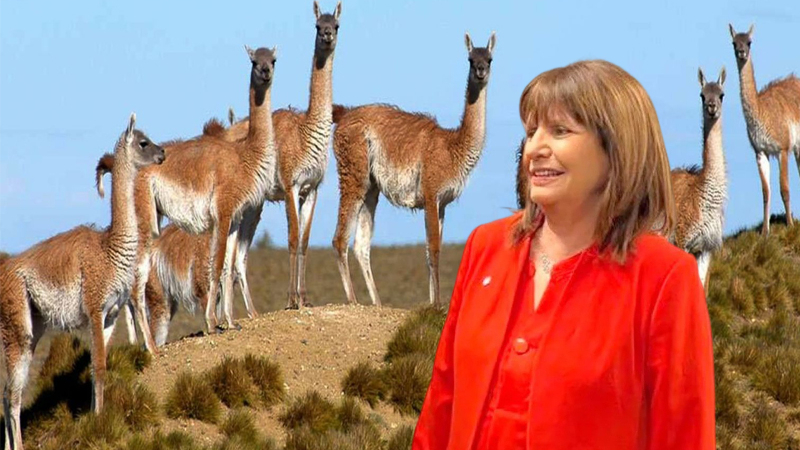 "En Chubut no vive nadie, hay un millón de guanacos"
