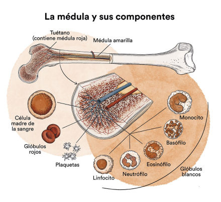 Medula_Osea_Y_Comp.jpg