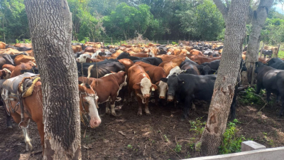 Un escandaloso caso de abigeato sacude al Departamento Bermejo