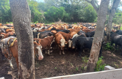Un escandaloso caso de abigeato sacude al Departamento Bermejo