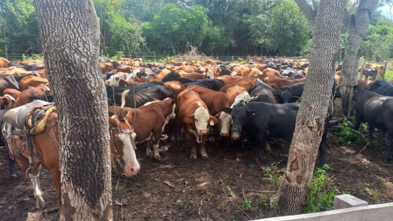 Un escandaloso caso de abigeato sacude al Departamento Bermejo