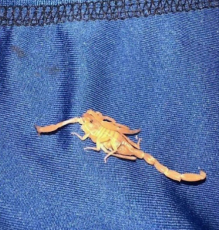 escorpion4.jpg