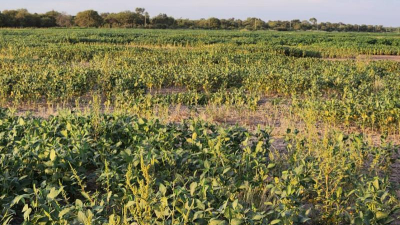 El Sudoeste espera por lluvias importantes para rescatar un 70 % de los cultivos