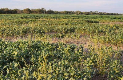 El Sudoeste espera por lluvias importantes para rescatar un 70 % de los cultivos