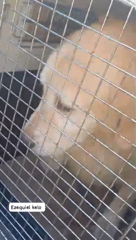 perro dos.jpg