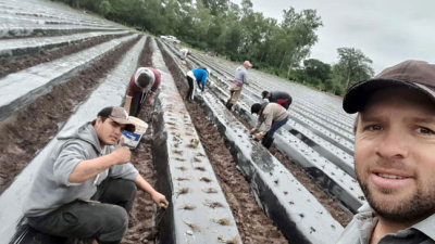 Comenzó el cultivo de frutillas de la campaña 2024