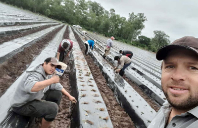 Comenzó el cultivo de frutillas de la campaña 2024