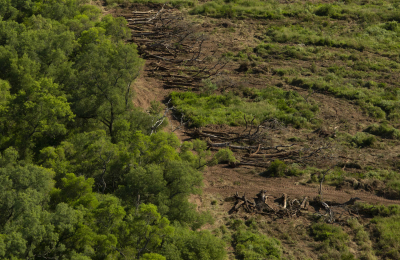 Los montes nativos del Chaco y la deforestación
