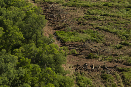 gran-chaco-deforestacion.jpg