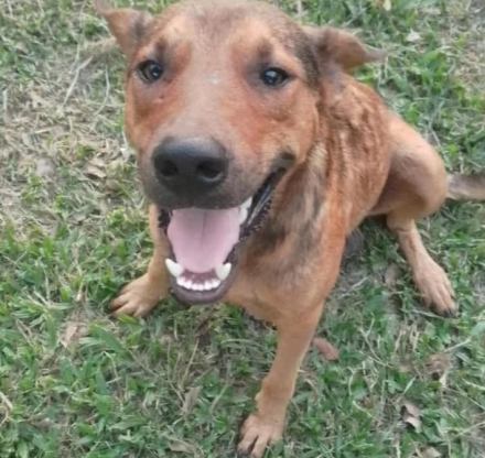 perro.jpg