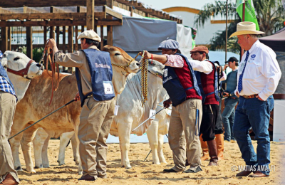 Una raza que toca las siete décadas con excelentes perspectivas