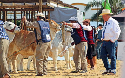 16-R-160-Brahman-fotoAmalfiMatias.jpg