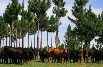 Corrientes, provincia forestal encaminada a la fijación de carbono