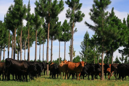 18-R-180-Corrientes bosques y gana.jpg