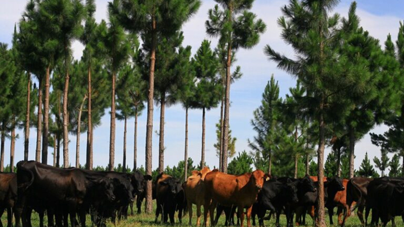 Corrientes, provincia forestal encaminada a la fijación de carbono