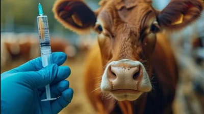 La tristeza bovina podrá ser diagnosticada con un test