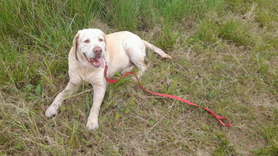 La experiencia de la brigada canina chaqueña en la incansable búsqueda de Loan