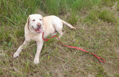 La experiencia de la brigada canina chaqueña en la incansable búsqueda de Loan