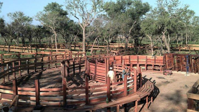 Está en marcha la 79ª Exposición Nacional de Ganadería