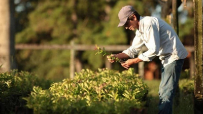 Pequeños productores yerbateros en crisis