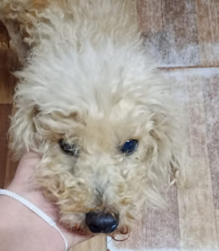 perro4.jpg