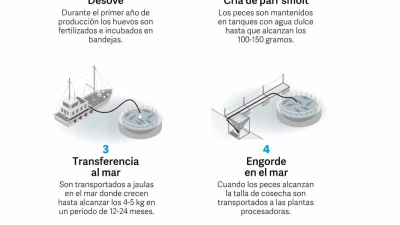 Quieren permitir las salmoneras en Tierra del Fuego