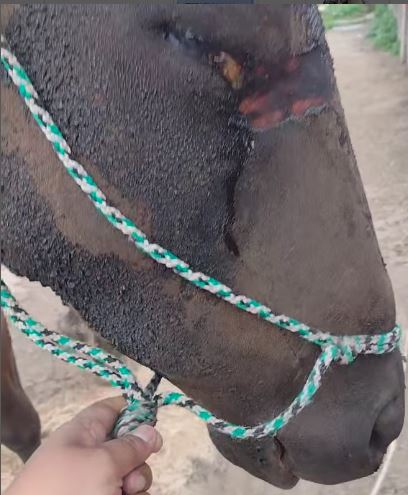 caballo quemado 1.JPG