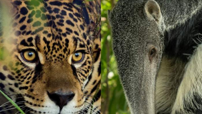 Extraordinaria persecución de un yaguareté a un oso hormiguero