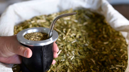 yerba.jpg