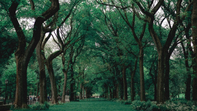 Charla sobre "El bosque urbano donde vivimos" en la UNNE