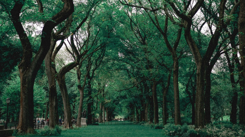Charla sobre "El bosque urbano donde vivimos" en la UNNE