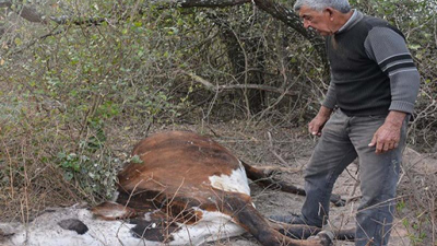 La sequía hace estragos en el Sudoeste con reservorios secos y mortandad de animales