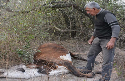 La sequía hace estragos en el Sudoeste con reservorios secos y mortandad de animales