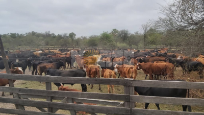 Ya contabilizan 708 animales en el campo de Cote Lai que ocupaba Tito López
