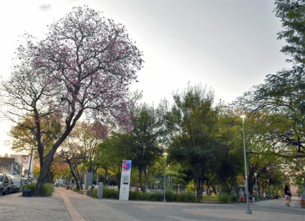 arboles.jpg