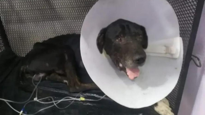 Piden ayuda para cubrir gastos de internación de un perro y la cirugía de una gata
