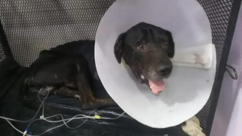 Piden ayuda para cubrir gastos de internación de un perro y la cirugía de una gata