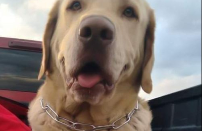 Despedida y homenaje a Tupac, el perro "escuela" de Quitilipi