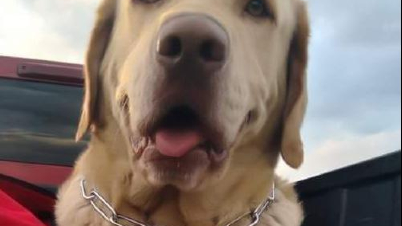 Despedida y homenaje a Tupac, el perro "escuela" de Quitilipi