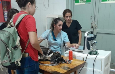 Perros donantes de sangre es el otro paso del banco público veterinario