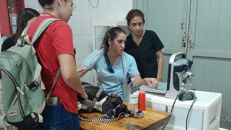 Perros donantes de sangre es el otro paso del banco público veterinario