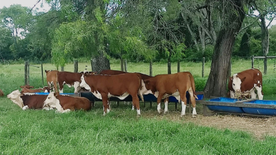 Claves para el éxito en la producción ganadera