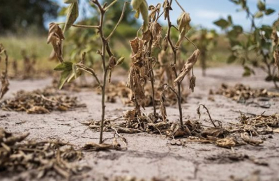 Agricultor en desesperante situación por la sequía y los altos costos
