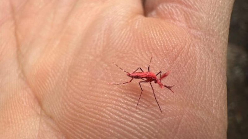 Los mosquitos fluorescentes contra el dengue