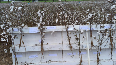 El cultivo de algodón con buena perspectiva para el Sudoeste