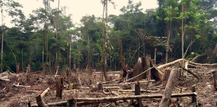 bosques-depred.jpeg