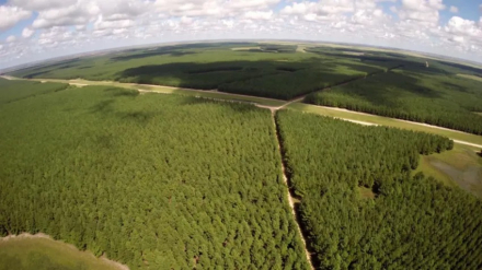 plantacion.jpg