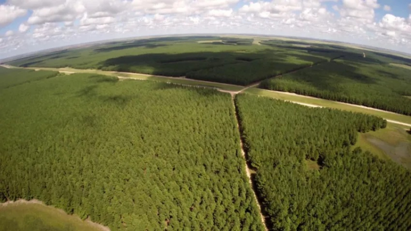 Un tribunal internacional llega a Corrientes para realizar un juicio ambiental
