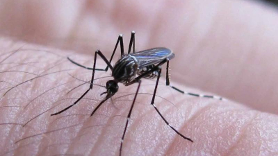 Detectaron propiedades inhibidoras contra el virus del dengue en el extracto de un fruto seco